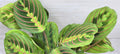 Maranta Leuconeura 'Rabbit's Foot' Live Indoor House Plant in 3" Pot | Red Variegated Foliage