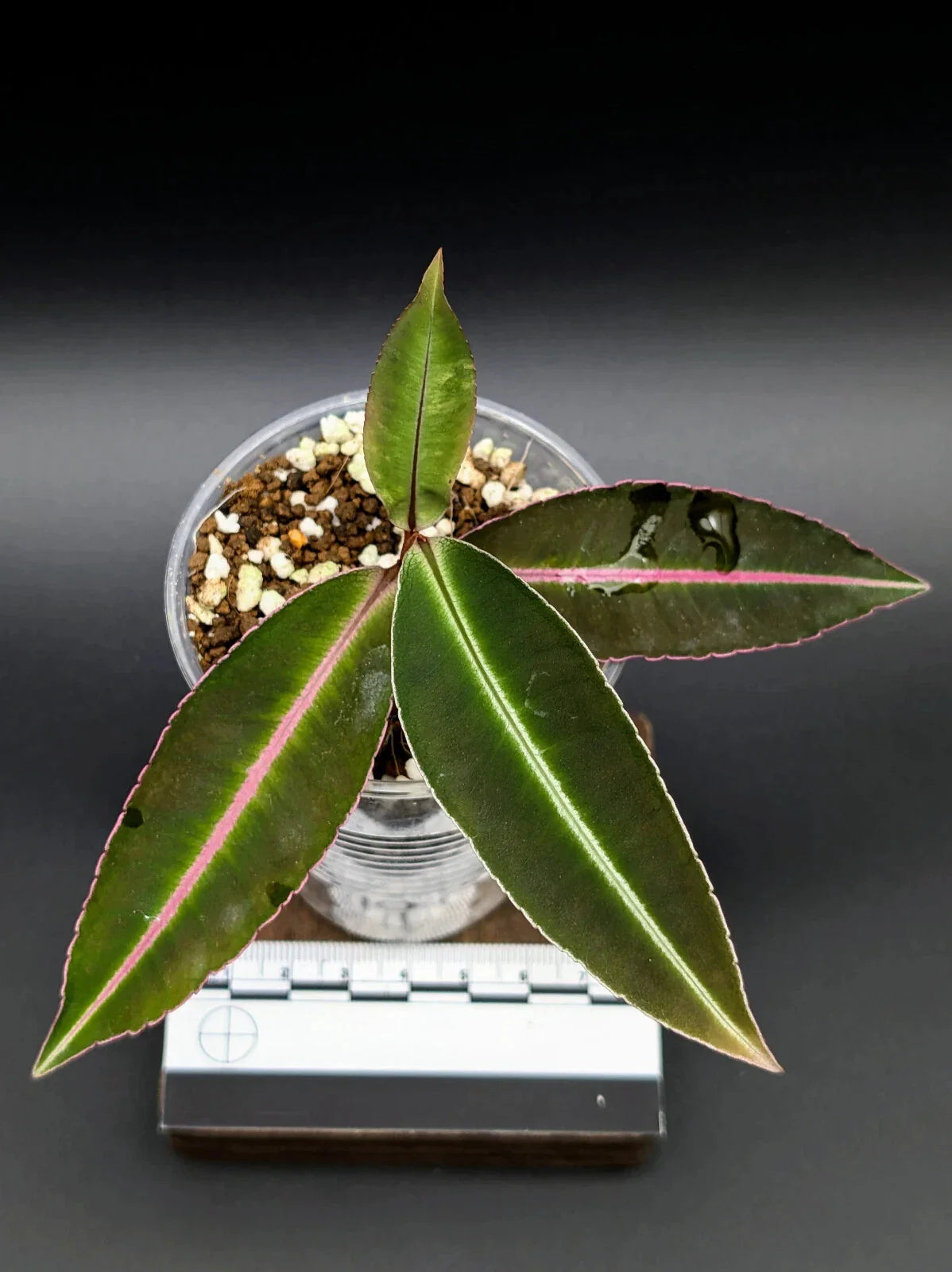Terrarium Plant - Bare Root - Labisia sp. Kapuas Hulu - Grower's Choice - US Propagated