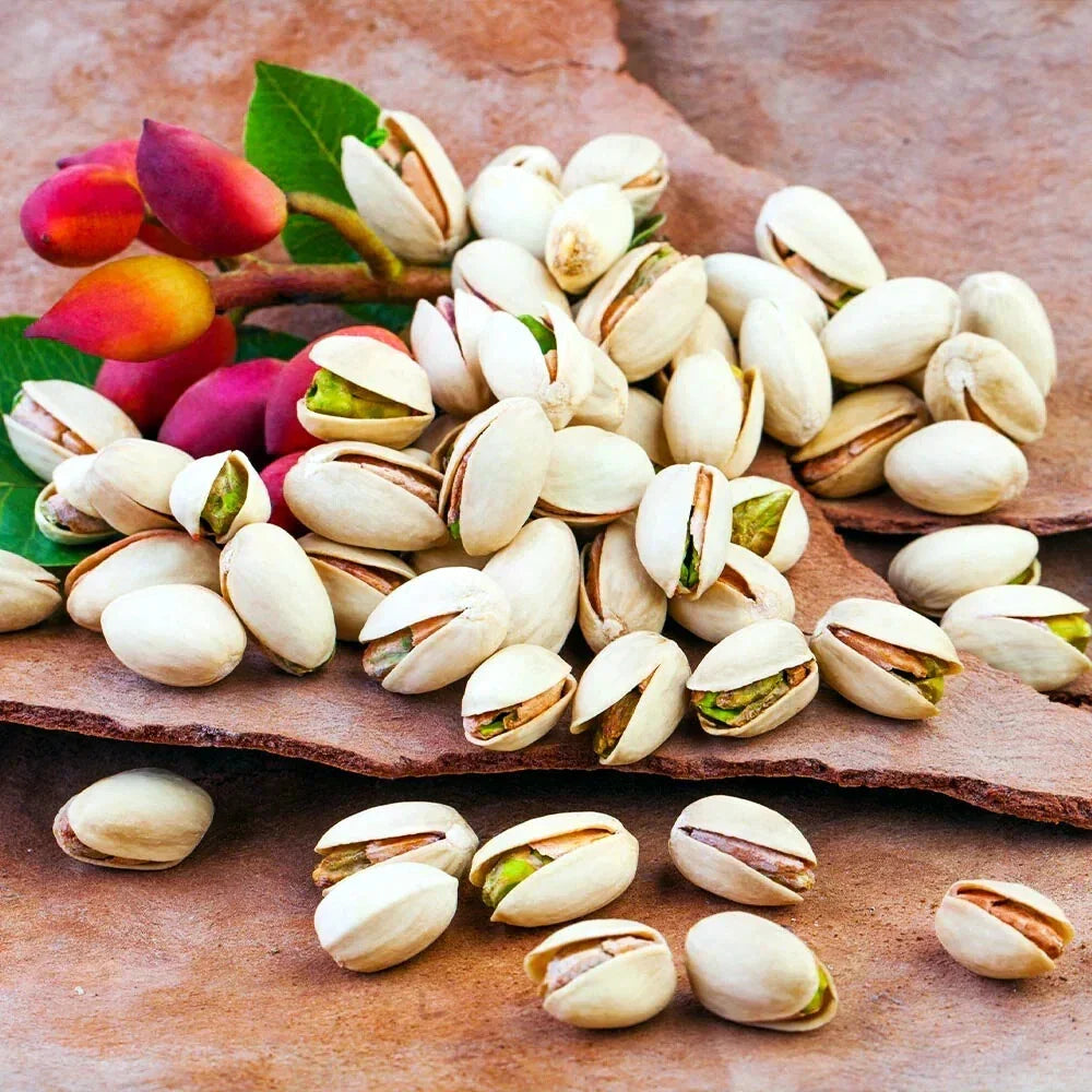 Pistachio Nut Tree Seeds - Edible Variety (Pistacia vera) for Hardy Zone 7 Garden Plant