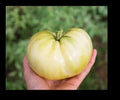 Great White Tomato Seeds - 25 to 1000 Pack - Beefsteak Variety - Low Acid Heirloom (Solanum lycopersicum)