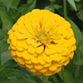 Yellow Zinnia Flower Seeds 100+ Canary Bird Garden Annual Zinnia elegans