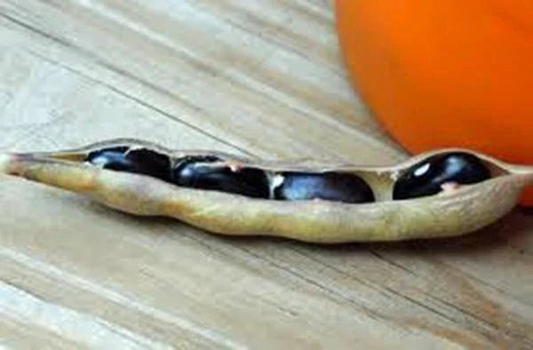 Black Valentine Bean Seeds - Heirloom, Non-GMO, 20+ Seeds - Phaseolus vulgaris