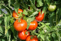 Rutgers Tomato Seeds, NON-GMO, Jersey Variety, Available in Multiple Sizes, Solanum lycopersicum