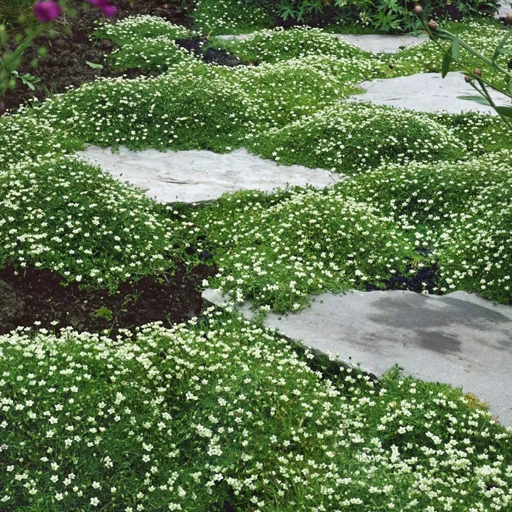 Irish Moss 250 Seeds - Ground Cover Planting - Attractive Blooms - Sagina subulata
