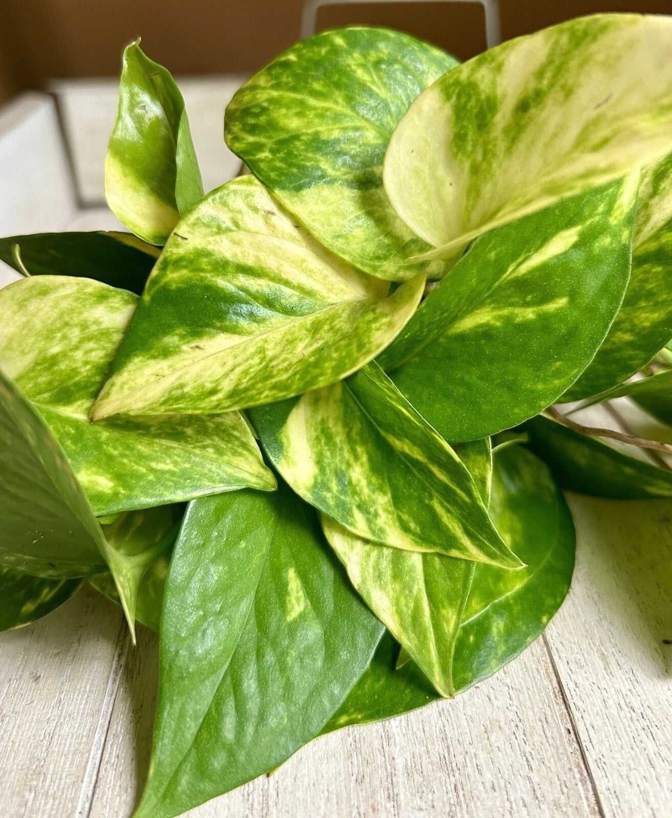 Rooted Pothos Cuttings - 10 Pack - Easy Care Indoor Plant - Epipremnum aureum