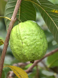 Pink Guava Tree Live Plants Set - 7-8 Inch - Psidium Guajava - Tropical Fruit