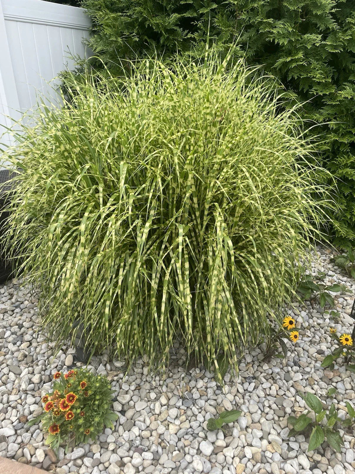 Zebra Maiden Grass Clump - Striped Gold Miscanthus - Fully Rooted Perennial Plants for Landscaping and Garden Decor