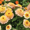 Zinderella Peach Zinnia Seeds - 100+ Pack for Garden Planting - Zinnia elegans - USA