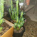 Euphorbia Loricata 'African Palm Tree' Cactus Cutting 6" Length | Unique Succulent Plant for Home Decor