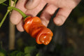 Peter Pepper Seeds - 30 Count - Easy to Grow, Exotic Hot Pepper (Capsicum annuum)