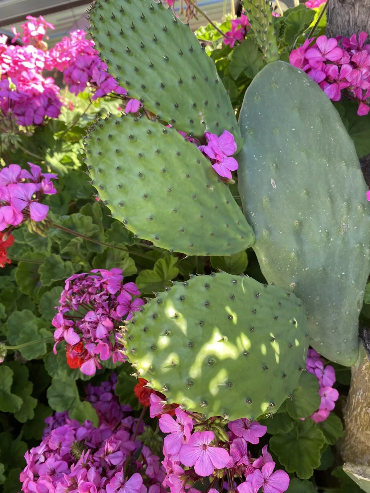 Prickly Pear Cactus Pad Cuttings - 5 Sprouted Nopales - Superfood for Turtles - Opuntia spp.