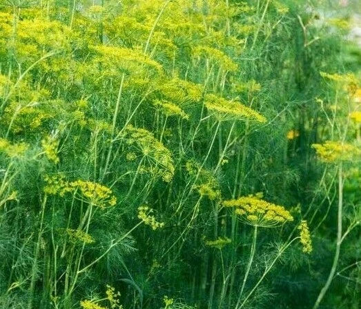 Dukat Dill Seeds 500+ Non-GMO Herb for Garden Pickling Anethum graveolens