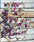Wandering Jew Cuttings - 12 Fully Rooted Healthy Plants - Tradescantia zebrina