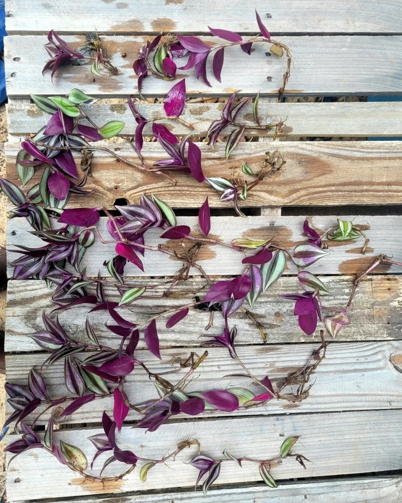 Wandering Jew Cuttings - 12 Fully Rooted Healthy Plants - Tradescantia zebrina