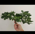Thick Cutting Jade Plant Succulent 0.75-1 Inch Diameter Crassula ovata - 2 Pieces