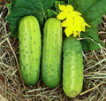 Wisconsin SMR58 Pickling Cucumber Seeds | Virus Resistant | High Yield | Cucumis sativus