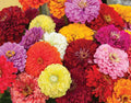 Zinnia Seeds - Magnificent Mix - 25 Count - Zinnia elegans