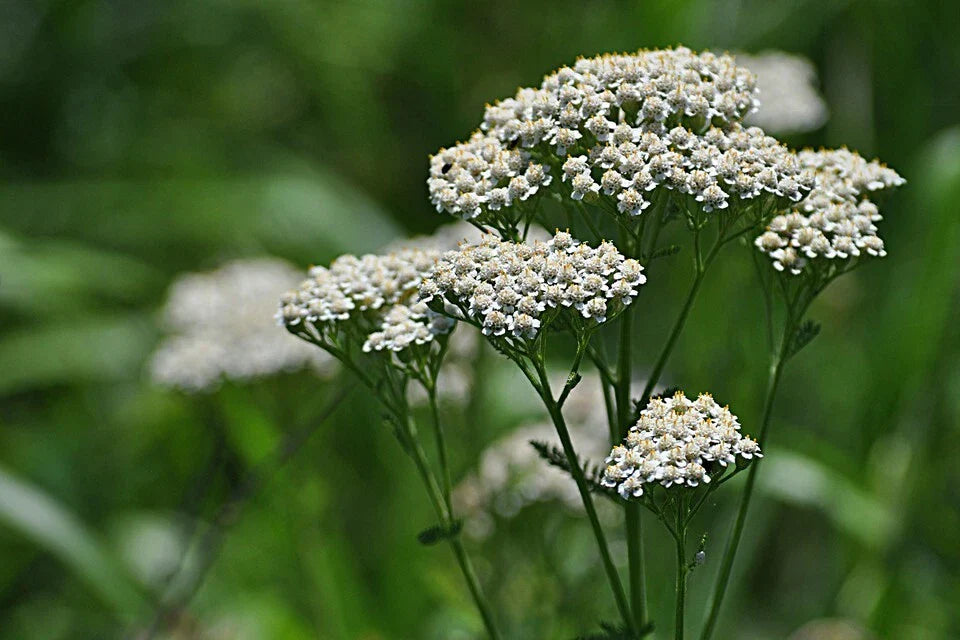 White Yarrow Wildflower Seeds, Western Yarrow, Milfoil, Sneezewort, Organic, Non-GMO, 1 oz. (Achillea millefolium)
