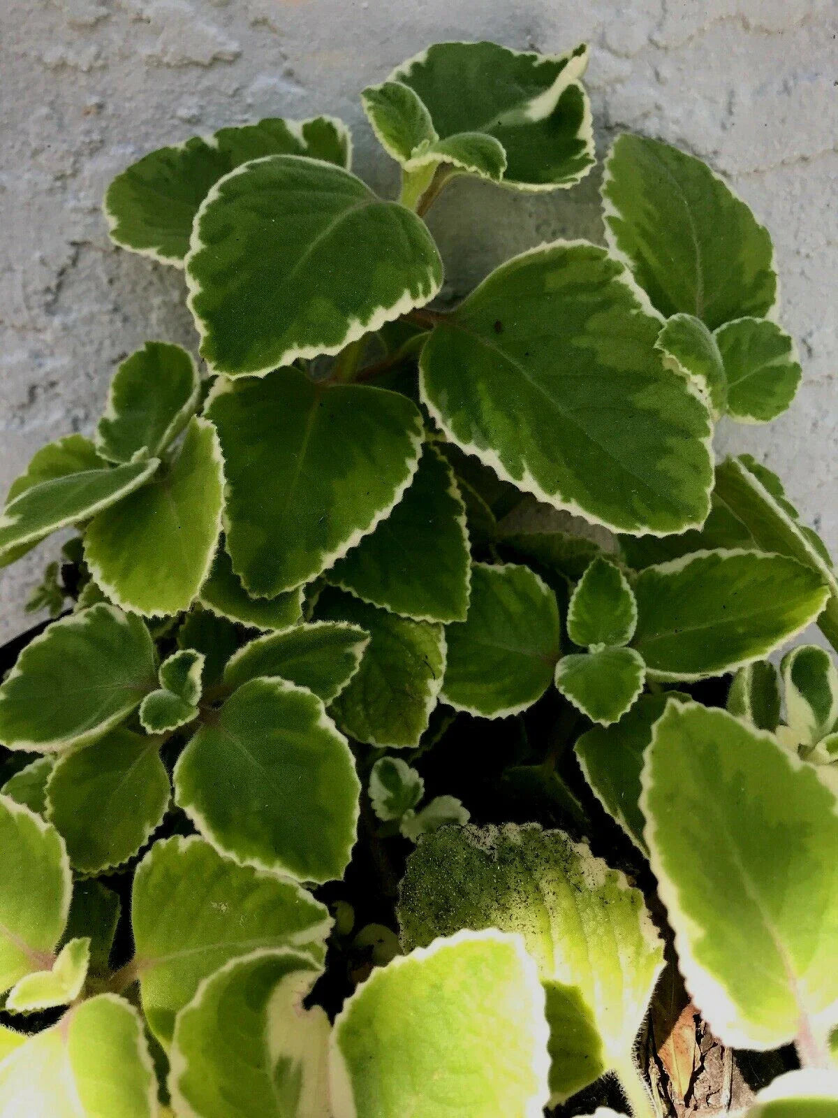 Tropical Oregano Cuttings 5-Pack Variegated Plectranthus amboinicus Spanish Thyme Purple Veins