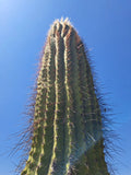 Cereus Leucostele Atacamensis Cactus Cutting 11" - Unique Desert Plant for Collection and Decoration
