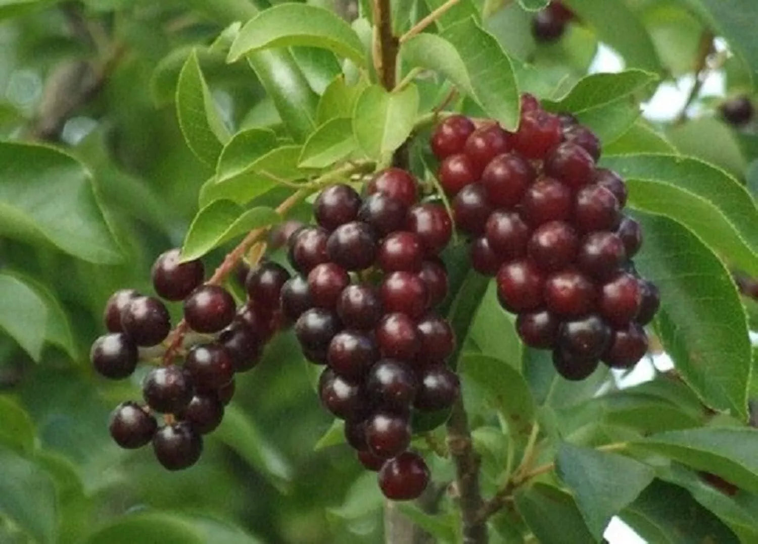 Chokecherry Bush Seedlings 1-2 Feet Prunus virginiana Native Fruit Plant