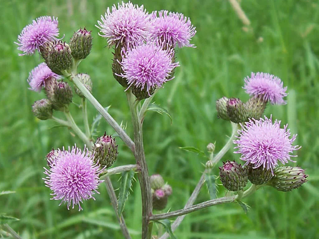 Creeping Thistle Seeds - 200+ Pack for Garden Planting - Cirsium arvense - Non-GMO, USA Grown, Free Shipping