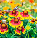 Gaillardia pulchella Flower Seeds, Indian Blanket Variety, Eye-Catching Colorful Bloom