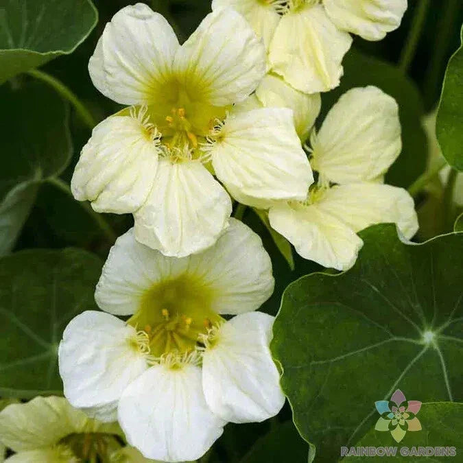 Yeti Nasturtium Seeds - 50+ Count - Colorful Edible Flowers - Tropaeolum majus - Fast Shipping USA