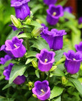 Purple Tussock Bellflower Seeds - 2000 Perennial Carpathian Bellflower Seeds - Campanula carpatica - USA