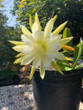 Epiphyllum Orchid Cactus Cuttings - 2 Pieces, White Yellow, 5-8 Inches Long - Epiphyllum spp.