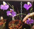 Utricularia longifolia Seeds, Tropical Carnivorous Bladderwort Plant, Flowering Bladderwort, Aquatic Plant Seeds