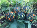 Warty Goblin Pumpkin Seeds - 10 Seeds for Planting - Unique Variegated Color - Cucurbita pepo