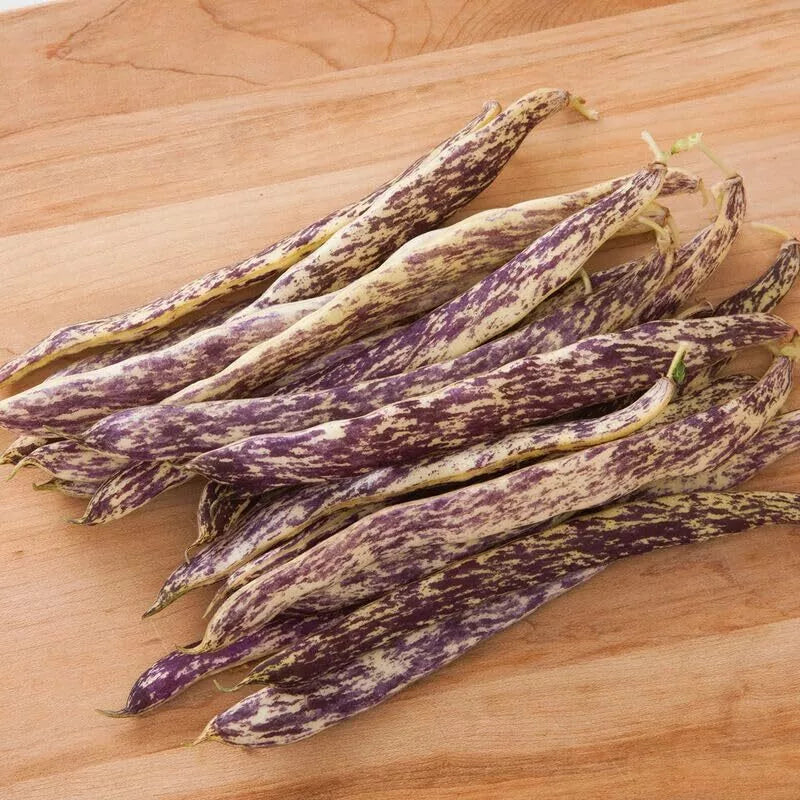 Dragon Tongue Bean Seeds - 20 Seeds - Heirloom Variety - Phaseolus vulgaris