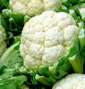Cauliflower Seeds 300+ Snowball Y Improved Vegetable Seeds Brassica oleracea