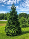 Green Giant Arborvitae Plant - 4" Pot - 6-8" Tall - Thuja Standishii x Plicata - No Ship to NM, AK, HI, PR, ID, MT, UT