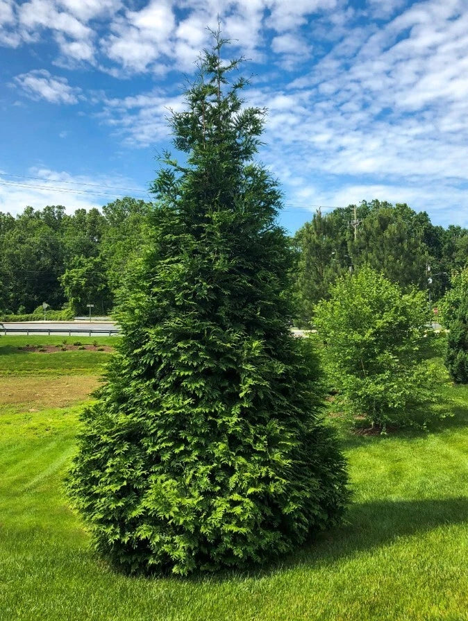 Green Giant Arborvitae Plant - 4" Pot - 6-8" Tall - Thuja Standishii x Plicata - No Ship to NM, AK, HI, PR, ID, MT, UT