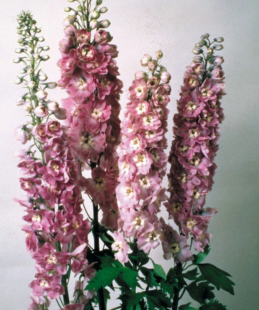 Delphinium Magic Fountain Lilac Pink Perennial Plant - Full Sun - Old Fashioned Favorite (Delphinium elatum)