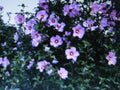 Rose of Sharon Seeds - Showy Variety - 5 Seeds - Hibiscus syriacus