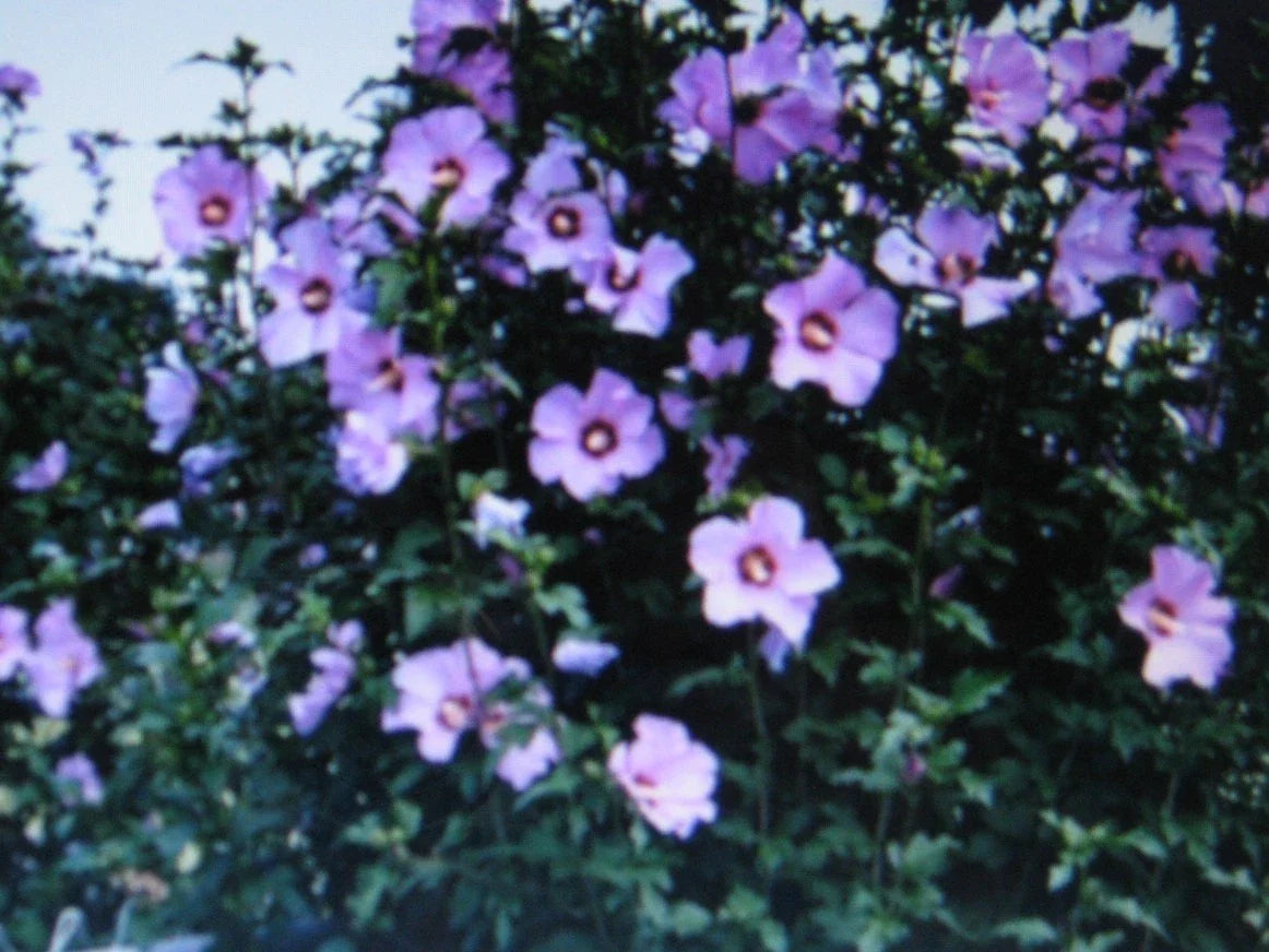 Rose of Sharon Seeds - Showy Variety - 5 Seeds - Hibiscus syriacus