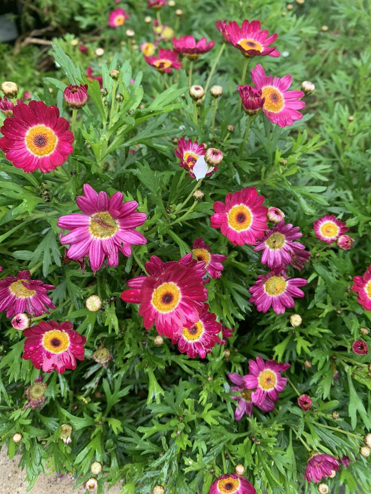 Argyranthemum frutescens 'Grandaisy Red' - 2 Perennial Plants in 3" Pot - Vibrant Red Daisy Flowers