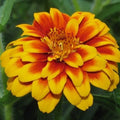Persian Carpet Zinnia Flower Seeds - 100+ Annual Wildflower Seeds for Garden - Colorful Blossoms, Easy to Grow