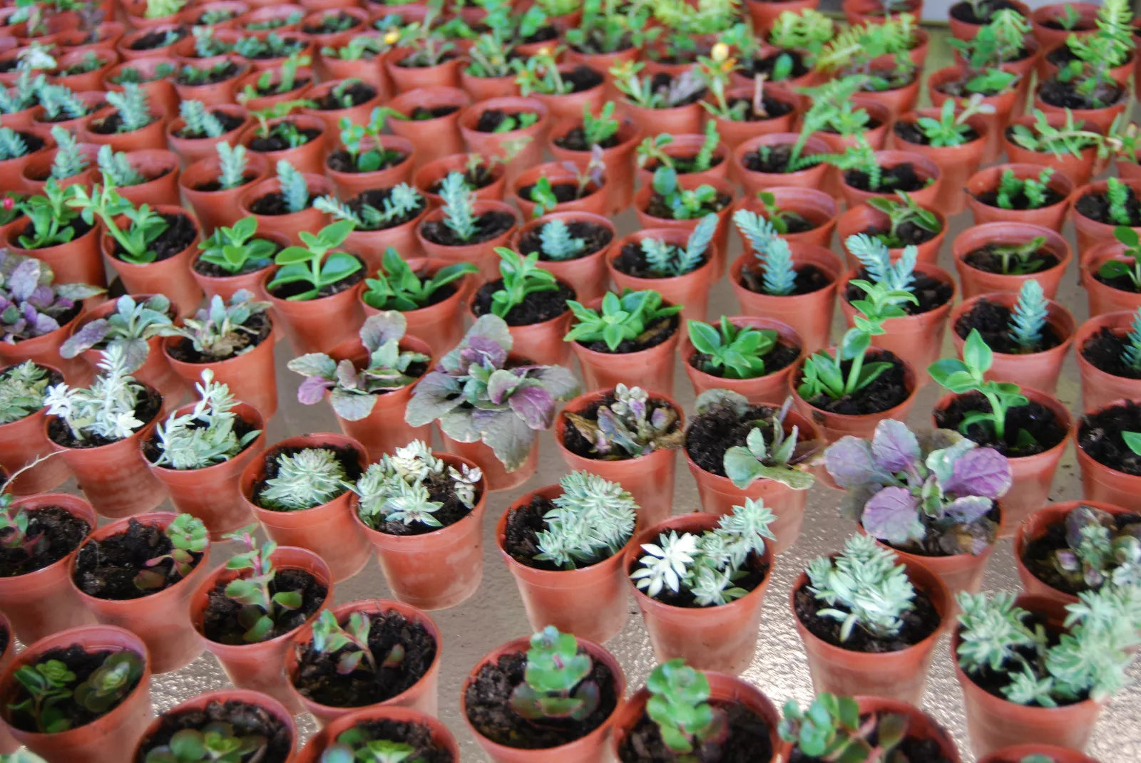 Live Garden Plants Set - 3 Plant Surprise Lot - Huge Fairy Assortment - 2" Pots - Indoor/Outdoor Variety