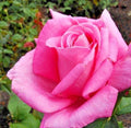 Rose Bush 1-2' Pink Perfume Delight Live Plant Fragrant AARS Winner