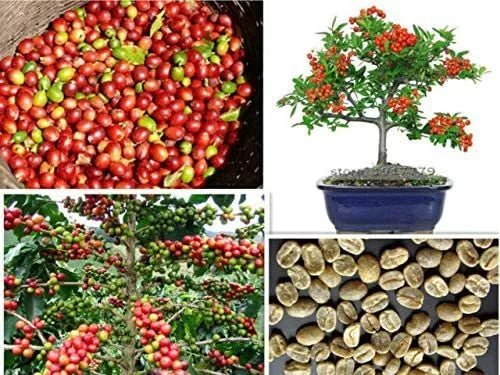 Arabica Coffee Bonsai Tree Seeds - 5 Pack - Exotic Indoor Plant - Coffea arabica