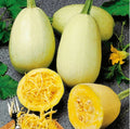 Spaghetti Squash Seeds - Non-GMO Organic Heirloom - Cucurbita pepo - 5 to 100 Seeds