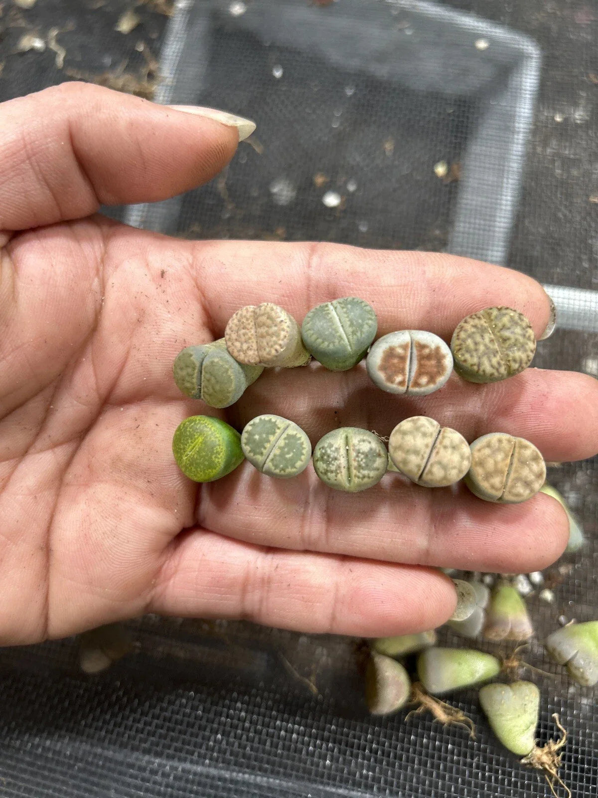 30pc Living Stone Succulent Plants, Lithops, 0.4-0.5” Bare Root, Ideal for Indoor Gardening and Terrariums