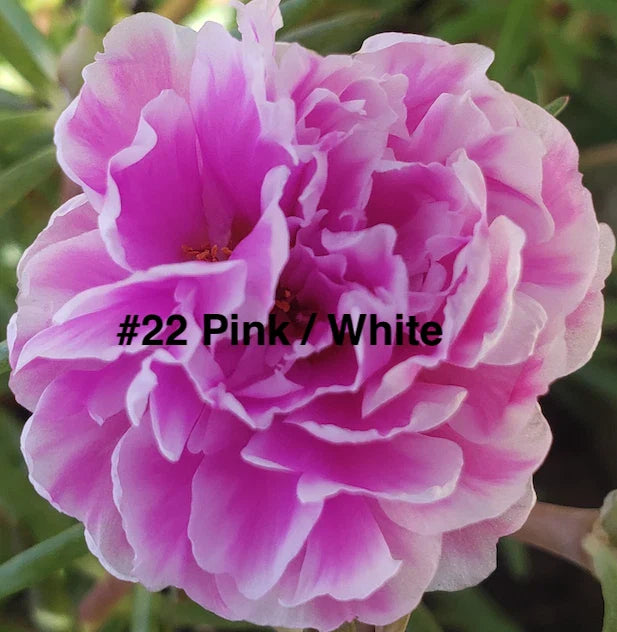 Moss Rose Cuttings - 10 Unrooted Pink/White Portulaca Grandiflora Plants