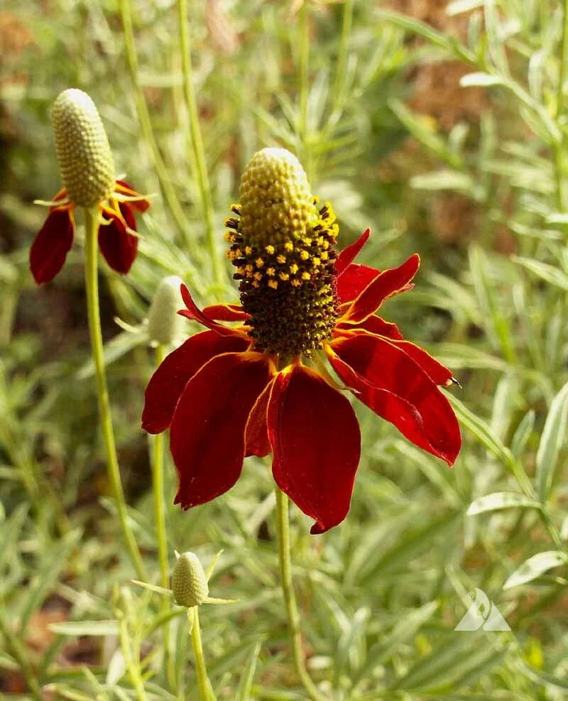 Dwarf Red Coneflower Seeds - Mexican Red Hat - Columnar Upright Prairie - Echinacea purpurea