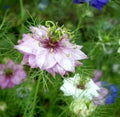 Love in a Mist Flower Seeds, Mixed Colors, 50 Fresh Seeds, Nigella damascena - Free Shipping