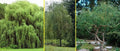 Willow Trees Bundle - 5 Pack: 2 Weeping, 2 Austree Hybrid, 1 Corkscrew - Salix spp.